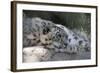 Snow Leopard-Lantern Press-Framed Art Print