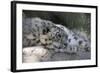 Snow Leopard-Lantern Press-Framed Art Print