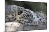 Snow Leopard-Lantern Press-Mounted Art Print