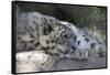 Snow Leopard-Lantern Press-Framed Stretched Canvas