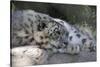 Snow Leopard-Lantern Press-Stretched Canvas