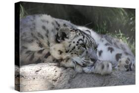 Snow Leopard-Lantern Press-Stretched Canvas