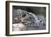 Snow Leopard-Lantern Press-Framed Art Print