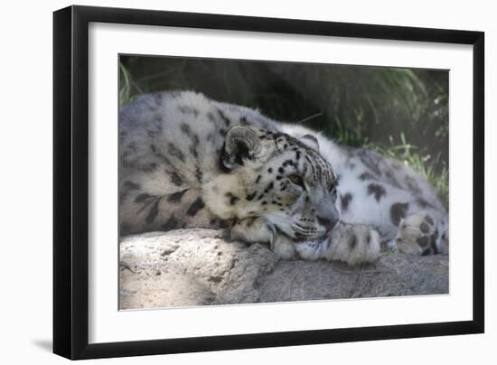 Snow Leopard-Lantern Press-Framed Art Print