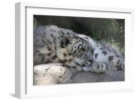 Snow Leopard-Lantern Press-Framed Art Print