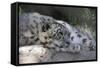 Snow Leopard-Lantern Press-Framed Stretched Canvas