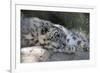 Snow Leopard-Lantern Press-Framed Art Print