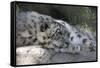 Snow Leopard-Lantern Press-Framed Stretched Canvas