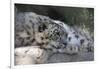 Snow Leopard-Lantern Press-Framed Art Print