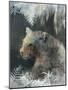 Snow Leopard-Ken Roko-Mounted Art Print