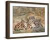 Snow Leopards Circles-David Stribbling-Framed Art Print