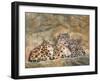 Snow Leopards Circles-David Stribbling-Framed Art Print