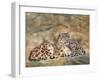 Snow Leopards Circles-David Stribbling-Framed Art Print