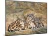 Snow Leopards Circles-David Stribbling-Mounted Art Print