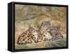 Snow Leopards Circles-David Stribbling-Framed Stretched Canvas