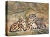 Snow Leopards Circles-David Stribbling-Stretched Canvas