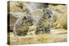 Snow Leopards Cubs-null-Stretched Canvas