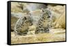 Snow Leopards Cubs-null-Framed Stretched Canvas