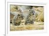 Snow Leopards Cubs-null-Framed Photographic Print