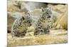 Snow Leopards Cubs-null-Mounted Photographic Print