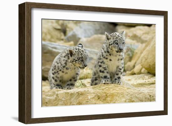 Snow Leopards Cubs-null-Framed Photographic Print