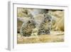 Snow Leopards Cubs-null-Framed Photographic Print