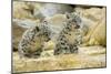 Snow Leopards Cubs-null-Mounted Photographic Print