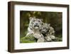 Snow Leopards, Uncia Uncia, Mother with Young Animals-David & Micha Sheldon-Framed Photographic Print