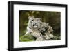 Snow Leopards, Uncia Uncia, Mother with Young Animals-David & Micha Sheldon-Framed Photographic Print