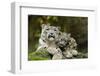 Snow Leopards, Uncia Uncia, Mother with Young Animals-David & Micha Sheldon-Framed Photographic Print