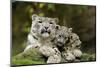 Snow Leopards, Uncia Uncia, Mother with Young Animals-David & Micha Sheldon-Mounted Photographic Print