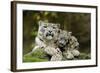 Snow Leopards, Uncia Uncia, Mother with Young Animals-David & Micha Sheldon-Framed Premium Photographic Print