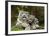 Snow Leopards, Uncia Uncia, Mother with Young Animals-David & Micha Sheldon-Framed Premium Photographic Print