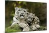 Snow Leopards, Uncia Uncia, Mother with Young Animals-David & Micha Sheldon-Mounted Premium Photographic Print