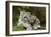 Snow Leopards, Uncia Uncia, Mother with Young Animals-David & Micha Sheldon-Framed Photographic Print