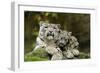 Snow Leopards, Uncia Uncia, Mother with Young Animals-David & Micha Sheldon-Framed Photographic Print