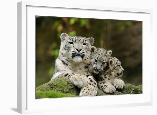 Snow Leopards, Uncia Uncia, Mother with Young Animals-David & Micha Sheldon-Framed Photographic Print