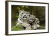 Snow Leopards, Uncia Uncia, Mother with Young Animals-David & Micha Sheldon-Framed Photographic Print