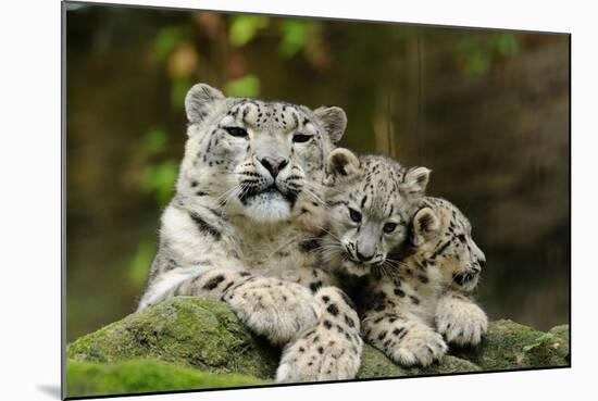 Snow Leopards, Uncia Uncia, Mother with Young Animals-David & Micha Sheldon-Mounted Photographic Print