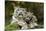 Snow Leopards, Uncia Uncia, Mother with Young Animals-David & Micha Sheldon-Mounted Photographic Print