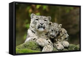 Snow Leopards, Uncia Uncia, Mother with Young Animals-David & Micha Sheldon-Framed Stretched Canvas