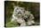 Snow Leopards, Uncia Uncia, Mother with Young Animals-David & Micha Sheldon-Stretched Canvas