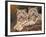 snow leopards-David Stribbling-Framed Art Print