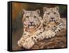 snow leopards-David Stribbling-Framed Stretched Canvas