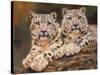 snow leopards-David Stribbling-Stretched Canvas