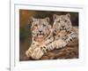 snow leopards-David Stribbling-Framed Art Print