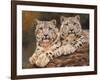 snow leopards-David Stribbling-Framed Art Print