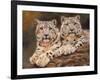 snow leopards-David Stribbling-Framed Art Print
