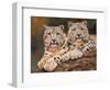 snow leopards-David Stribbling-Framed Art Print