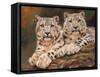 snow leopards-David Stribbling-Framed Stretched Canvas
